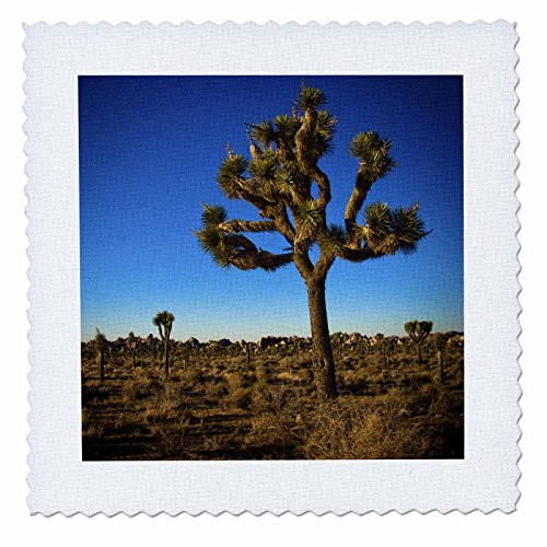3dRose Joshua Tree - Quilt Square- 12 by 12-inch -qs_13899_4-