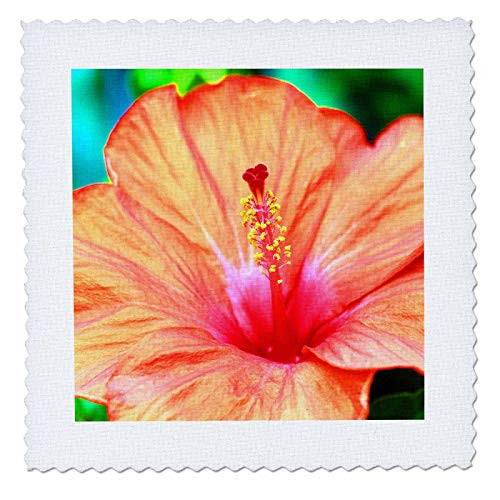 3dRose Dramatic macro photograph of a an orange hibiscus flower. - Quilt Squares -qs_337351_4- 3dRose Dramatic macro photograph of a an orange hibiscus flower. - Quilt Squares -qs_337351_4-