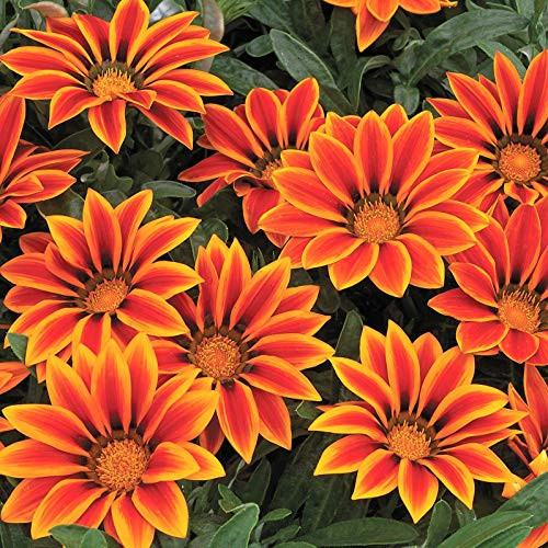 Gazania Seeds Kiss Orange Flame 50 Seeds Flower Seeds mb001