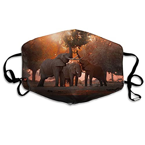 Elephant Feeding Tree Branch Reusable Windproof Face Mask Balaclava Face Covering for Adult Men Women Washable Outdoor White