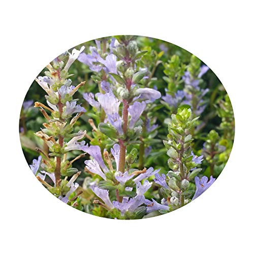 Blue Fortune Agastache Temperate Butterfly Hummingbird Garden Purple Powder Puff Flowers Mint Live Plant Starter Size 4 Inch Pot Emerald R Blue Fortune Agastache Temperate Butterfly Hummingbird Garden Purple Powder Puff Flowers Mint Live Plant Starter Size 4 Inch Pot Emerald R