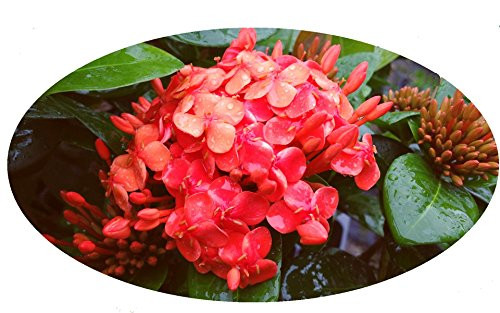 Maui RED Ixora Tropical Live Plant Orange Red Flower Starter Size 4 Inch Pot Emerald Goddess Gardens TM Maui RED Ixora Tropical Live Plant Orange Red Flower Starter Size 4 Inch Pot Emerald Goddess Gardens TM