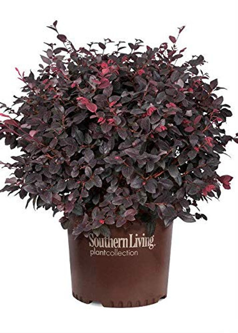 Southern Living Plant Collection SL-09Q Red Diamond Loropetalum- 2.5 qt- Purple