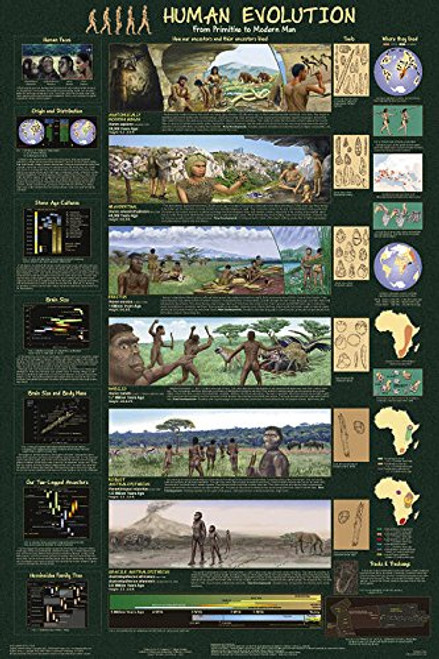 Picture Peddler Human Evolution Educational Science Teacher Classroom Chart Print Poster 24x36 Picture Peddler Human Evolution Educational Science Teacher Classroom Chart Print Poster 24x36