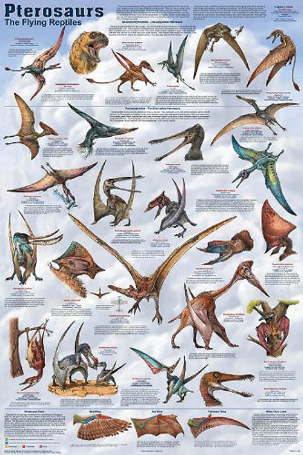 Picture Peddler Pterosaurs Dinosauer Laminated Educational Science Classroom Chart Print Poster 24x36