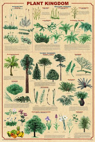 Picture Peddler Plant Kingdom II Educational Science Teacher Classroom Chart Print Poster 24x36