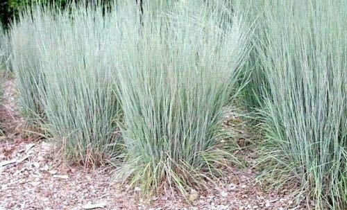 1Oz Little Bluestem Seeds American Native Prairie Grass Ornamental 36inchTall jocad -12000 Seeds-