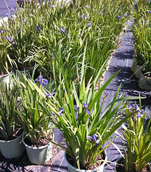 blue flowers versicolor -Blue Flag Iris- Perennial- 2 Size Container blue flowers versicolor -Blue Flag Iris- Perennial- 2 Size Container