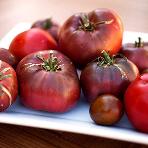 Organic Cherokee Purple Tomato Seeds 2 g ~500 Seeds - Organic- Non-GMO- Open Pollinated- Heirloom- Vegetable Gardening Seeds