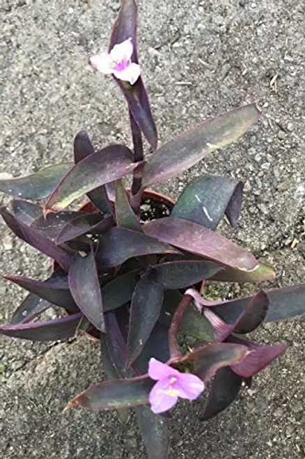 Live Plant- Tradescantia pallida 'Purple Heart' Moses Wandering Jews Succulent - Live Plant Live Plant- Tradescantia pallida 'Purple Heart' Moses Wandering Jews Succulent - Live Plant