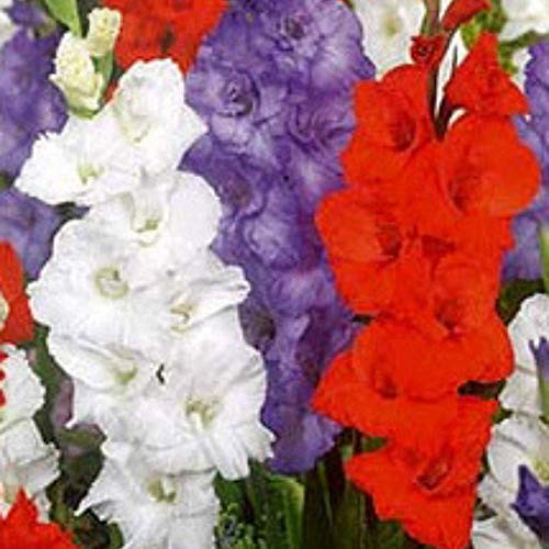Patriotic Mixture - Large Flowering Gladiolus - 10 Bulbs