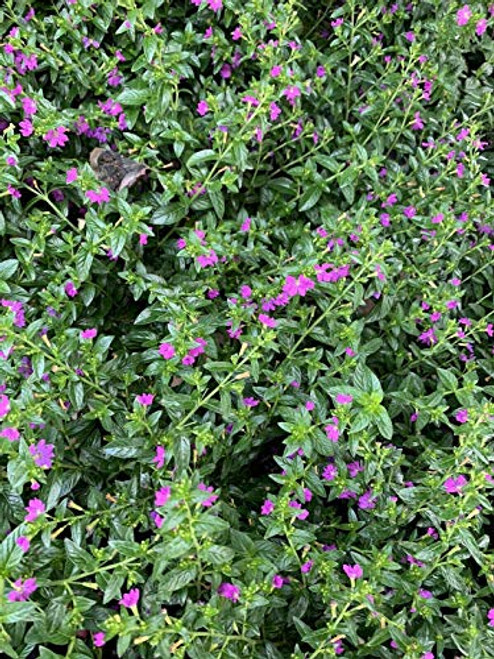Purple Allyson Mexican Heather Plant Cuphea hyssopifolia Indoors or Outdoor Gift Purple Allyson Mexican Heather Plant Cuphea hyssopifolia Indoors or Outdoor Gift