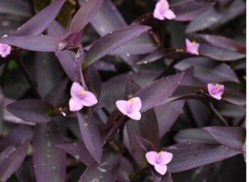 6 Cuttings Purple Heart Wandering Jew - Tradescantia Pallida Purpurea No Roots 6 Cuttings Purple Heart Wandering Jew - Tradescantia Pallida Purpurea No Roots