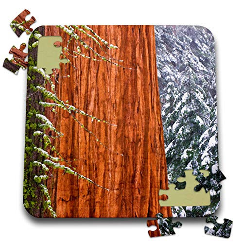 3dRose Giant Sequoia in Winter- Giant Forest- Sequoia N.P.- California-... - Puzzles -pzl_346370_2-