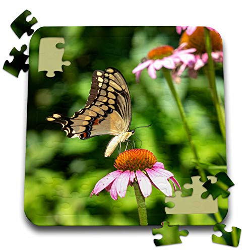 3dRose Giant Swallowtail on Purple coneflower- Marion County- Illinois. - Puzzles -pzl_346532_2-