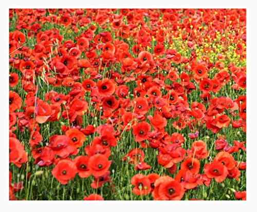 Red Flanders Poppies - 100,000 Poppy Seeds