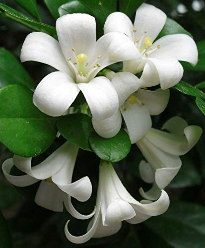 Murraya paniculata | Mock Orange Jasmine | Satinwood jocad -5 Seeds-