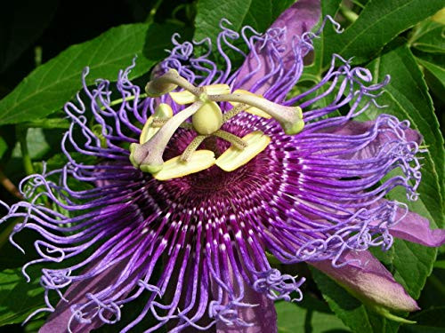 Passiflora Incarnata- Purple Passionflower Maypop Wild Apricot Seed jocad -25 Seeds-