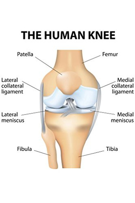 Human Knee Anatomy Illustration Educational Chart Cool Huge Large Giant Poster Art 36x54