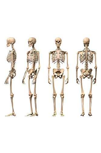 Male Human Skeleton Front Back Side Views Anatomy Medical Chart Cool Huge Large Giant Poster Art 54x36