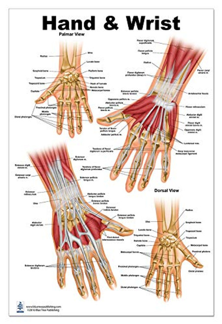 Hand and Wrist Anatomical Poster- size 24Wx36T