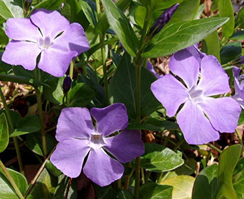Purple Periwinkle - Vinca Minor - 2 Live Starts