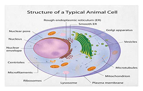 Ambesonne Biology Doormat- Biologic Scientific Animal Cell Micro Structure Inscription Chart- Decorative Polyester Floor Mat with Non-Skid Backing- 30inch X 18inch- White Multicolor