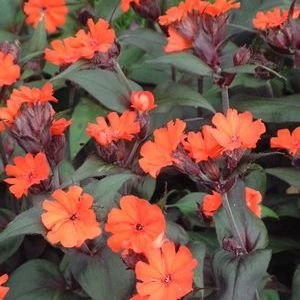 Lychnis arkwrightii Orange Gnome -Zwerg- 250 Seeds