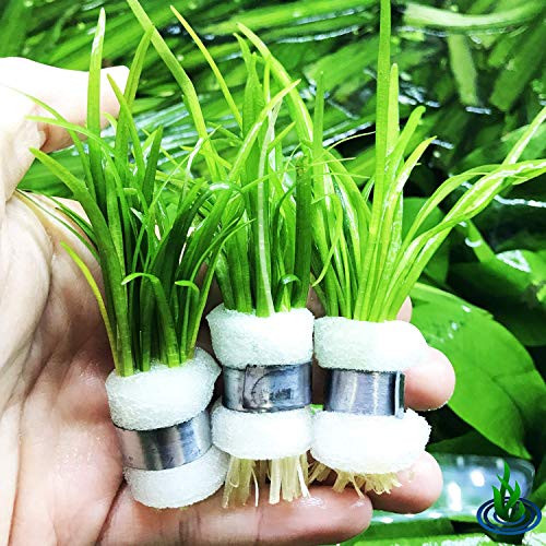 Dwarf Sagittaria Subulata 3-Bunch Freshwater Live Aquarium Plants Carpet Tank Greenpro