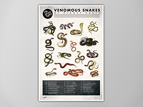 Snake Chart Art Print- Snake Chart Natural History Poster- Natural History Scientific Print- Snake Chart Art Print- Vertical Snake Chart