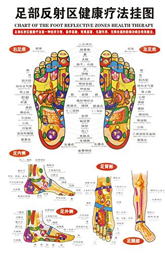 Foot Reflex Zone Massage Anatomical Chart-Poster Size 40cm Width x 60cm Height