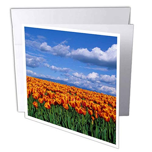 3dRose Danita Delimont - Washington - Orange Tulips in Field Skagit Valley- Washington State - 12 Greeting Cards with envelopes -gc_251561_2-