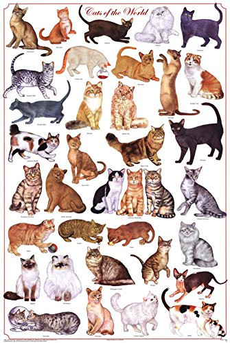 Laminated Cats of the World Educational Science Chart Poster Laminated Poster 24 x 36in