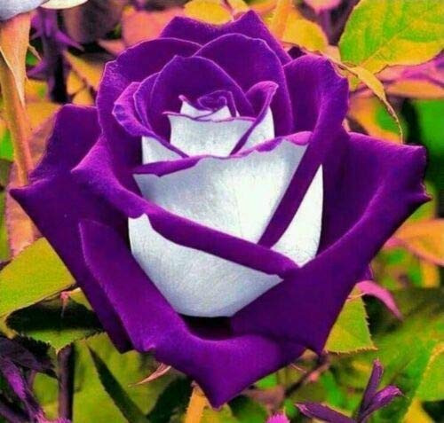 PAPCOOL Rose S??ds for Plant?ng 50Pcs Osiria Purple/White Rose S??ds