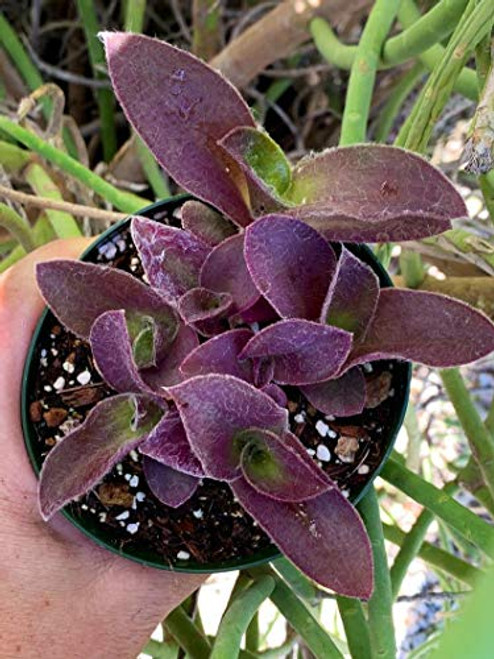 Succulent Plant - Tradescantia pallida- Purple Secretia- Purple Heart- Purple Queen Rooted Plant 4 Pot. e7 Succulent Plant - Tradescantia pallida- Purple Secretia- Purple Heart- Purple Queen Rooted Plant 4 Pot. e7
