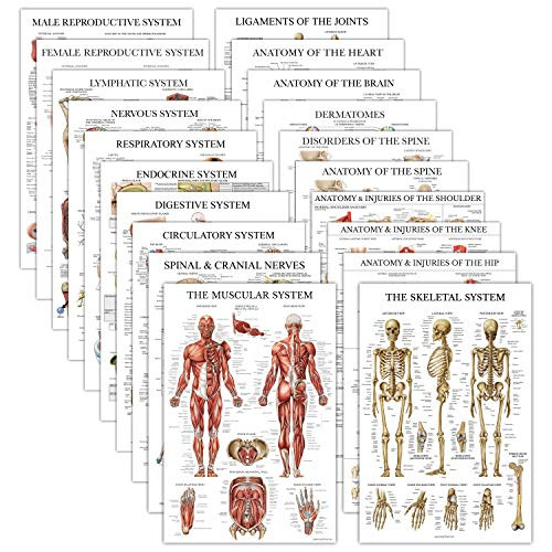 20 Pack - Anatomical Posters - Laminated - Muscular- Skeletal- Digestive- Respiratory- Circulatory- Endocrine- Lymphatic- Male  and  Female- Nervous- Spinal Nerves- Anatomy Charts - 18inch x 27inch