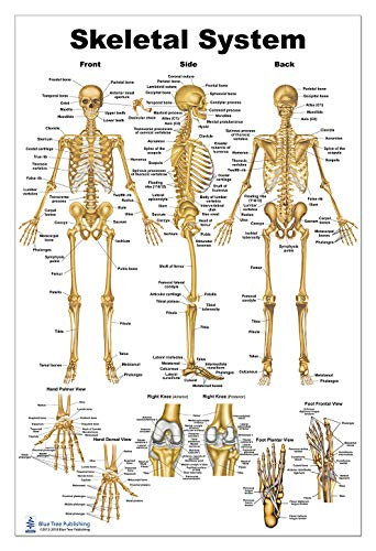 Skeleton Poster 24x36inch- Anatomical Chart