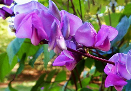 Dolichos Lablab Purple Hyacinth Bean 15 Se-EDS | Can G'row in Tray