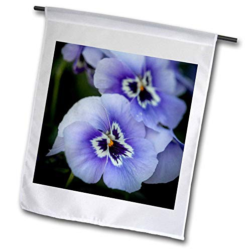 3dRose Danita Delimont - Flower - France- Giverny. Close up of Purple Pansies. - Flags -fl_343733_2-