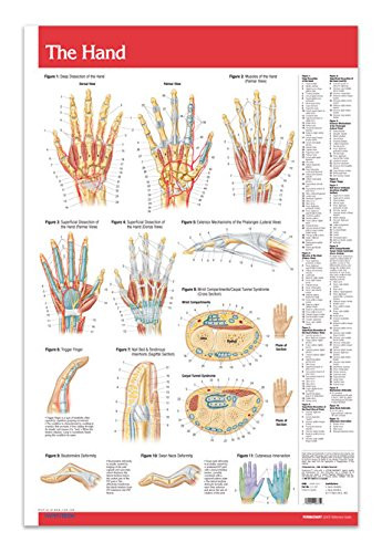 Hand/Joints Articulations Chart 24inch x 36inch Laminated Medical Anatomy Poster - Quick Reference Chart by Permacharts