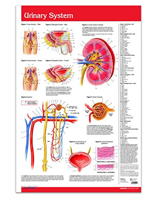 Urinary System Chart Wall Poster Guide - 24inch x 36inch Laminated Poster - Medical Quick Reference Guide by Permacharts
