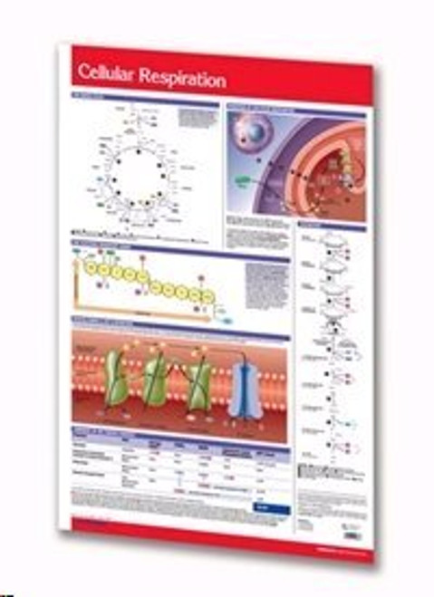 Cellular Respiration Chart Guide - 24inch x 36inch Laminated Poster - Biology Quick Reference Guide by Permacharts