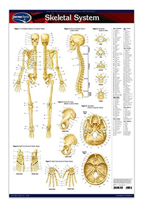 Skeletal System Chart - 24inch x 36inch Laminated Poster - Medical Quick Reference Guide by Permacharts