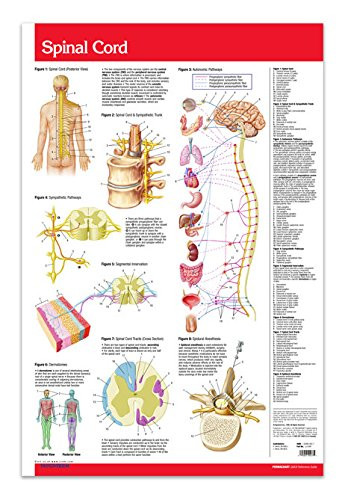 Spinal Cord Poster Wall Chart - 24inch x 36inch Laminated Poster - Medical Poster Quick Reference Guide by Permacharts
