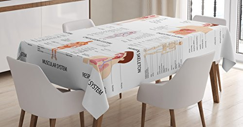 Ambesonne Human Anatomy Tablecloth- Complete Chart Different Organ Body Structures Cell Life Illustration- Rectangular Table Cover for Dining Room Kitchen Decor- 60inch X 84inch- White