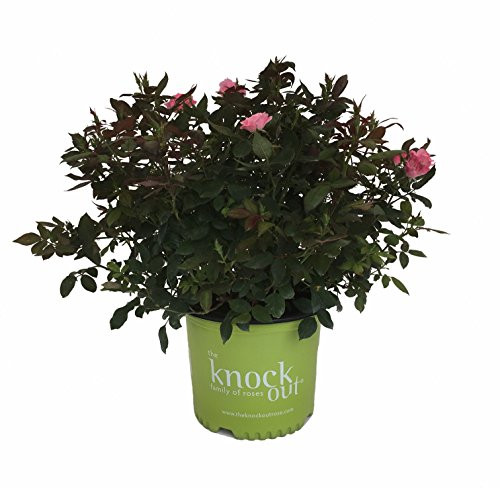 Knock Out Roses Pink Knock Out Rose - Rose K.O. Pink Knockout - 3 Gallon 17228 Knockout Rose- 3 Gallon