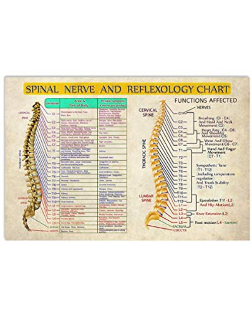 Chiropractic Chart Spinal Nerve And Reflexology Chart Poster- Canvas Chiropractic Chart Spinal Nerve And Reflexology Chart Poster- Canvas