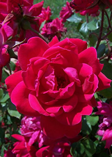 1 Gallon The Double Knock Out Rose - Red Blooming Shrub Rose Bush - Live Plants