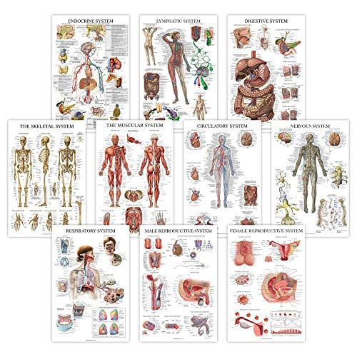 10 Pack - Anatomical Poster Set - Laminated - Muscular- Skeletal- Digestive- Respiratory- Circulatory- Endocrine- Lymphatic- Male  and  Female Reproductive- Nervous System- Anatomy Chart Set - 18inch x 27inch