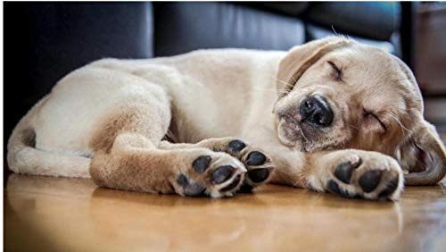 Sleeping Puppy Animal Chart 5D Diamond Painting Full Diamond Set DIY Embroidery Round Rhinestone Painting Mosaic Cross Stitch Home Living Room Decoration Gift